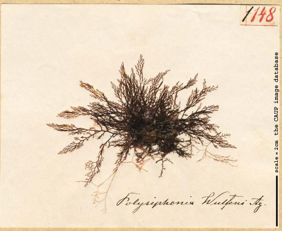 Boergeseniella fruticulosa_148.jpg